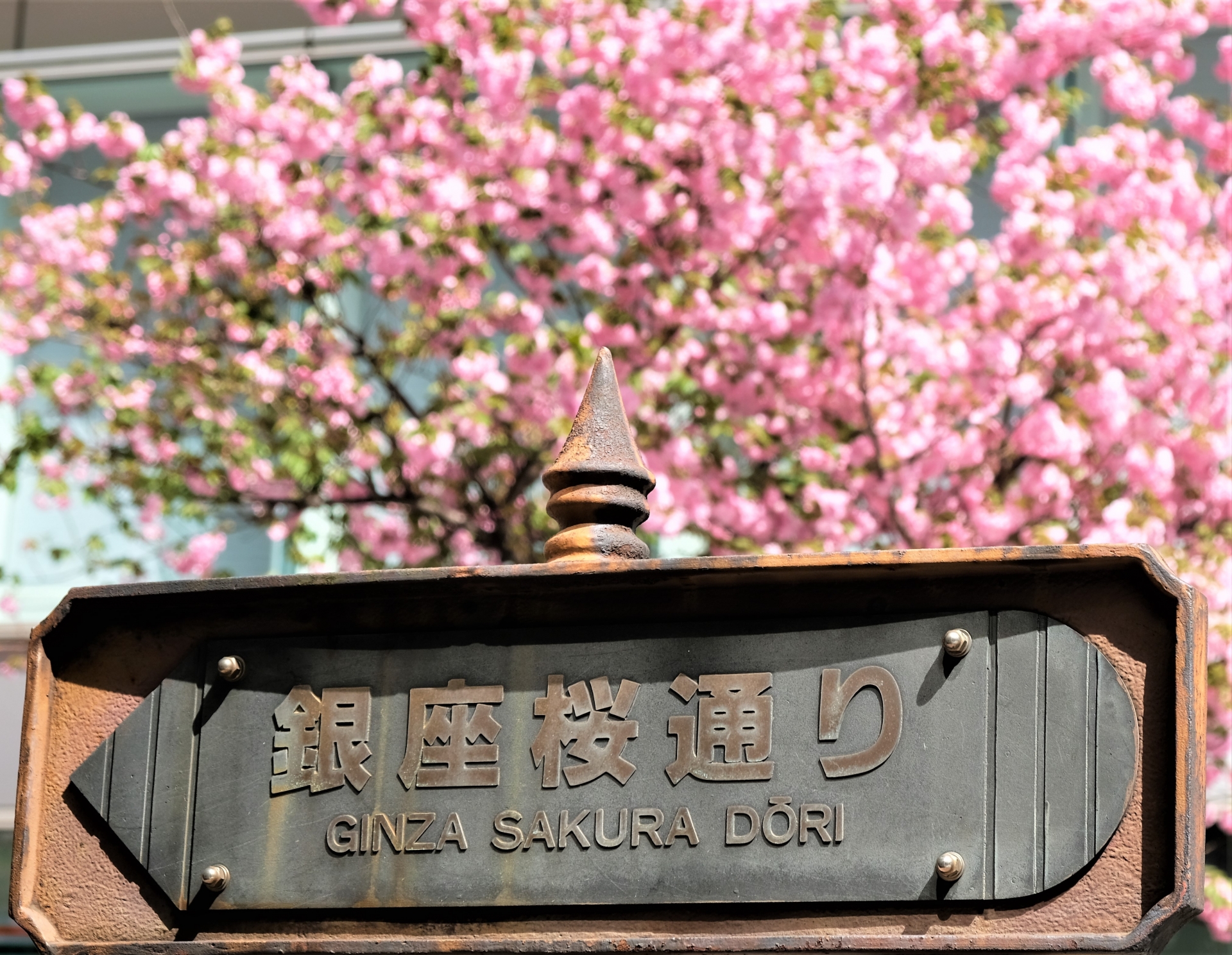 銀座周辺でお花見・桜を楽しむならここ！